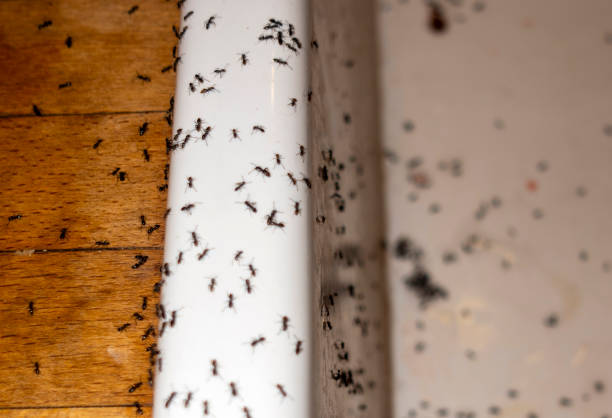 Best Flea Control Services  in Dunnavant, AL